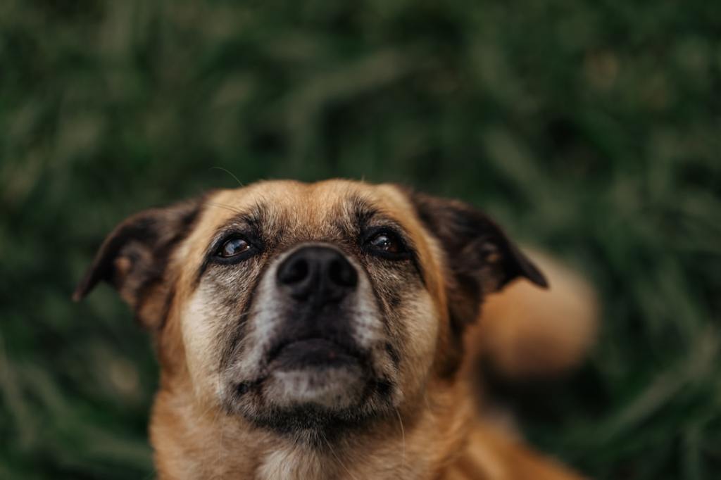 A brown dog with expressive eyes looks up.