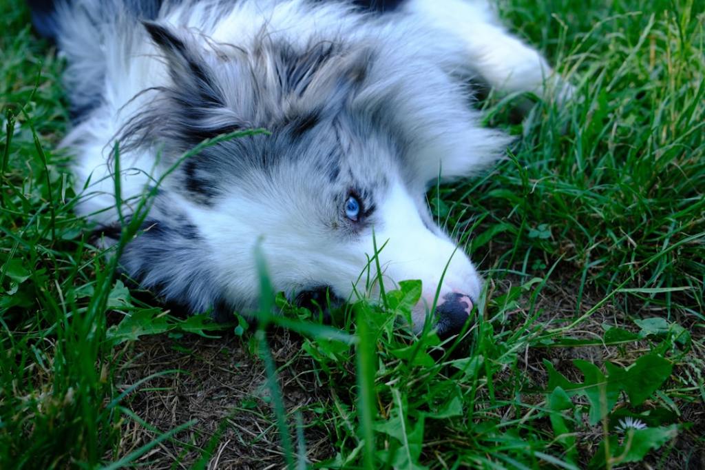 Blue-eyed merle puppy relaxing in lush green grass.