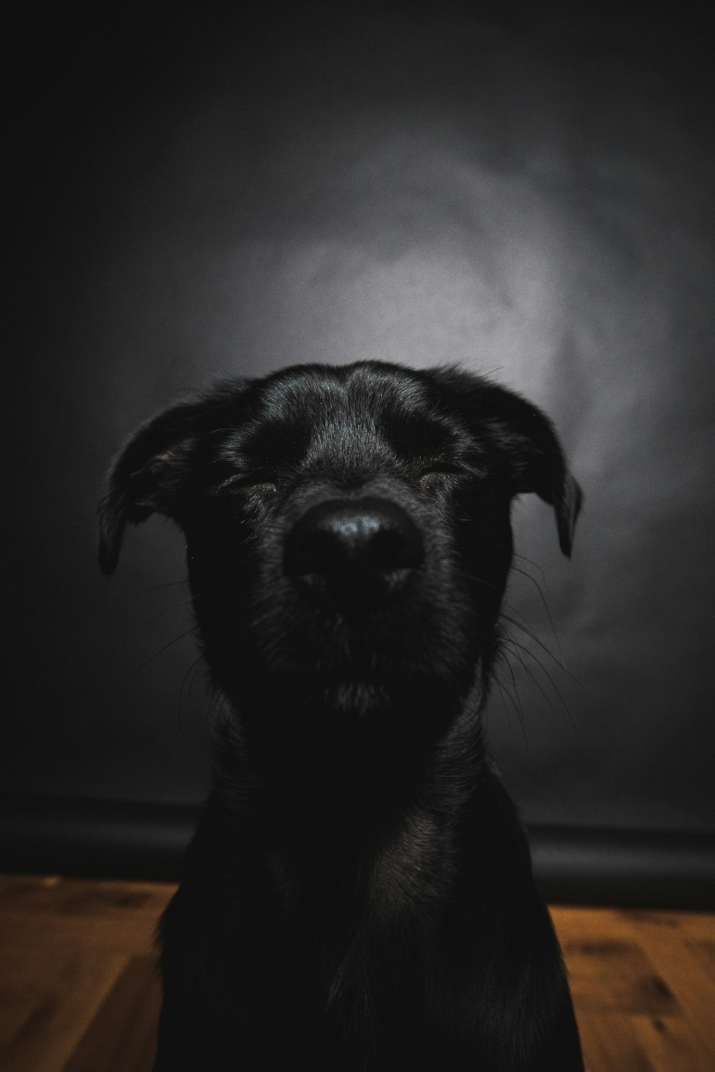 📚 犬猫 研究論文 — 2026.07.17