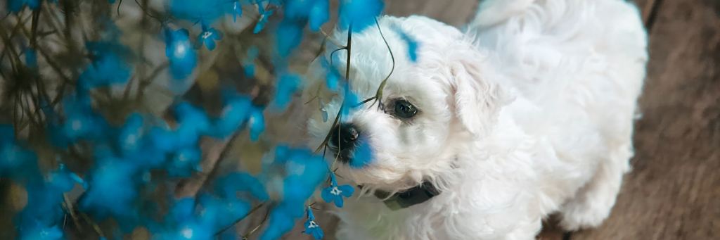 🎗️ 犬猫 腫瘍ニュース —&nbsp;2026.09.06