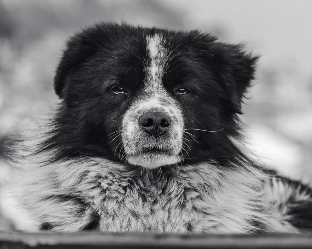 📚 犬猫 研究論文 —&nbsp;2026.08.18