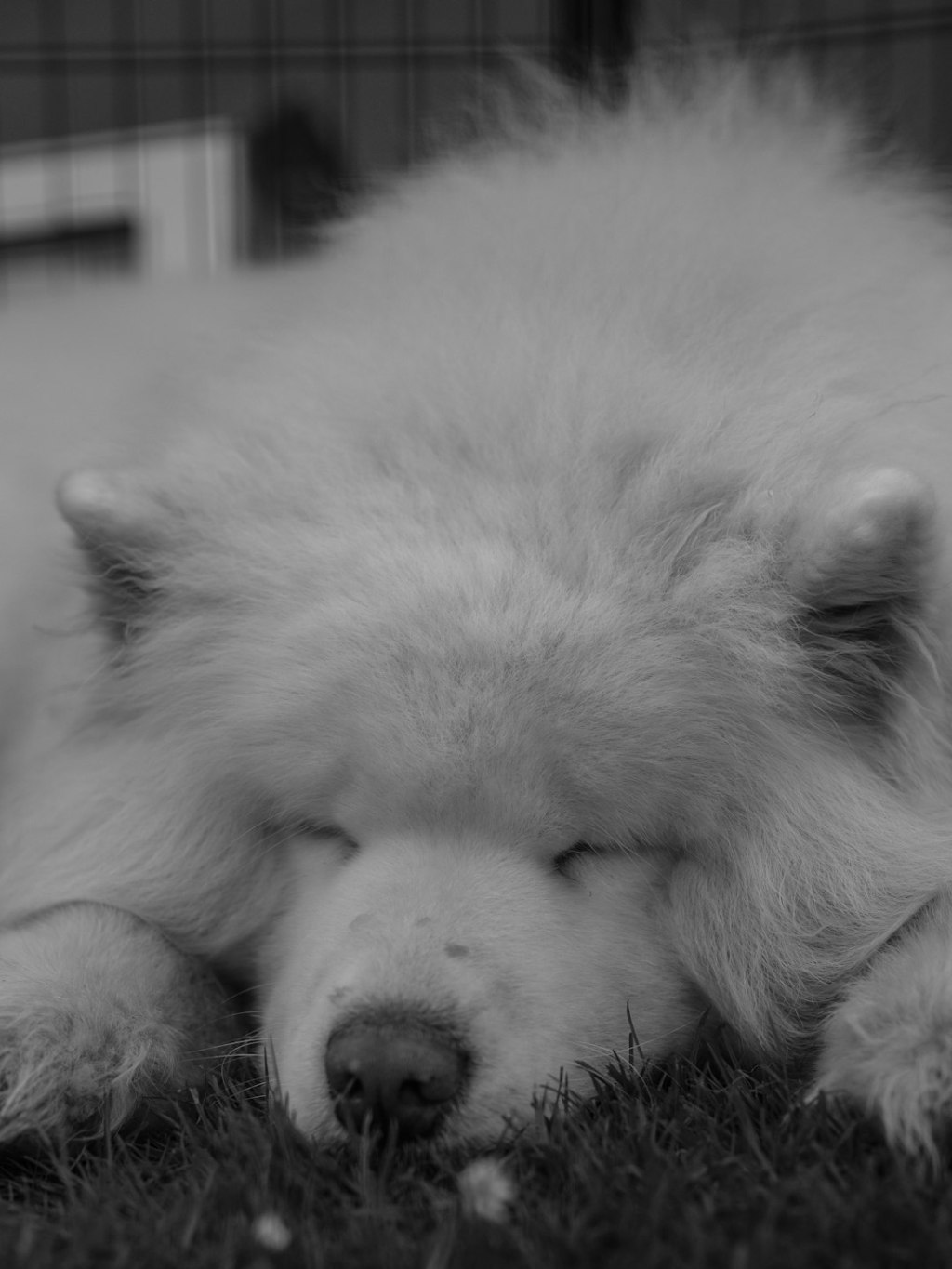 A fluffy white dog sleeping on grass