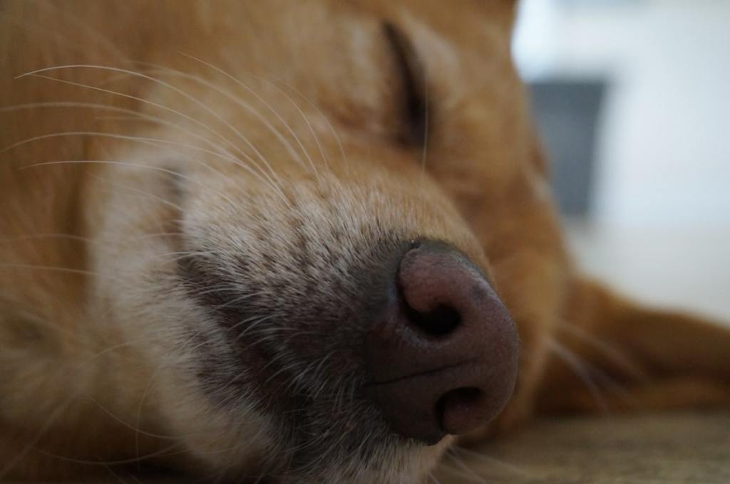 📚 犬猫 研究論文 —&nbsp;2026.08.31
