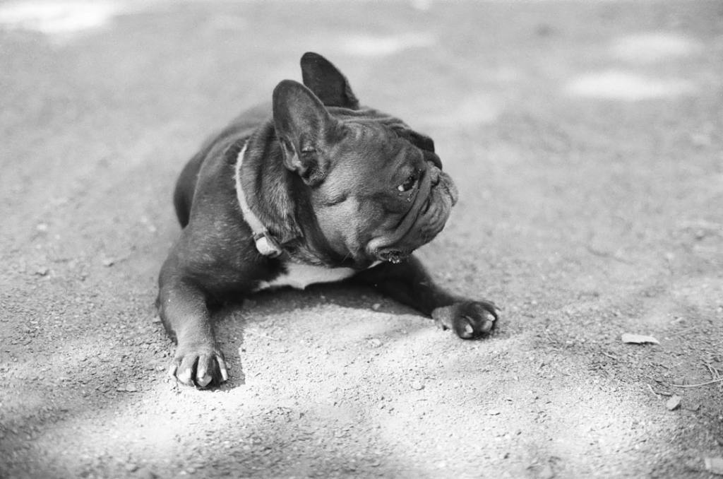 A French bulldog with a collar lying on a textured ground surface