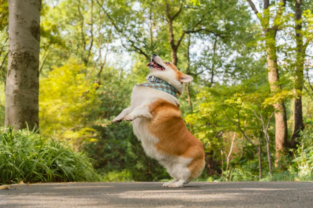 A corgi dog jumps in a park