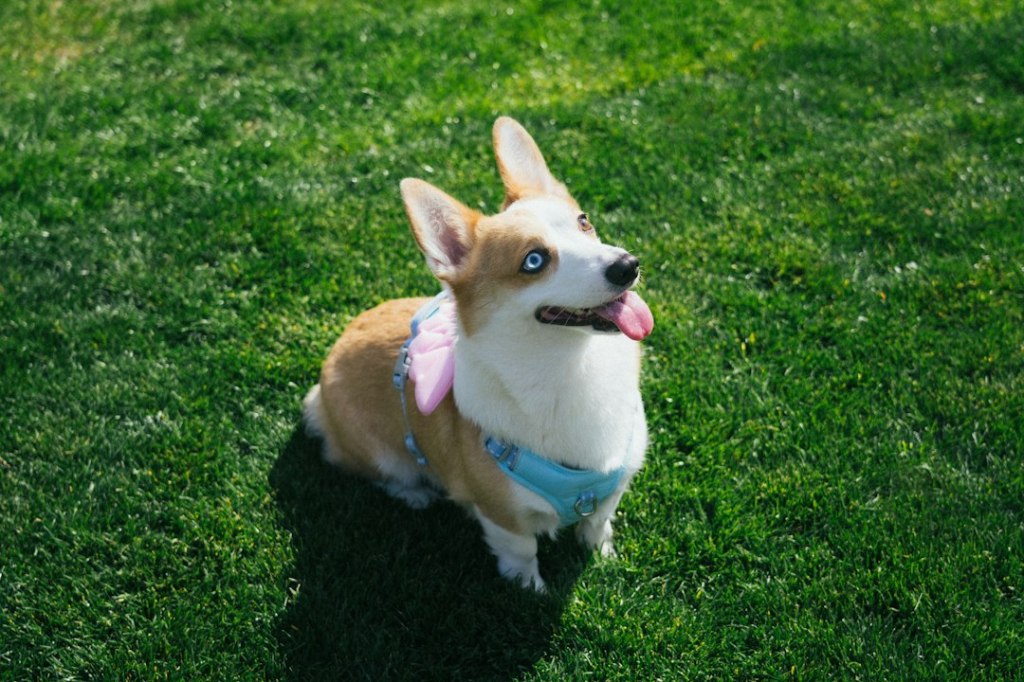 A corgi sits on green grass with blue eyes