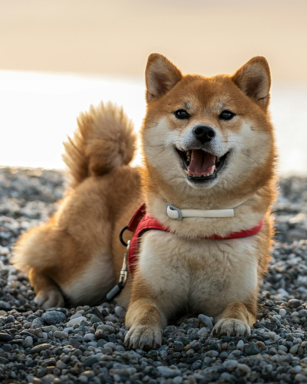 A happy shiba inu dog sits on a pebble beach