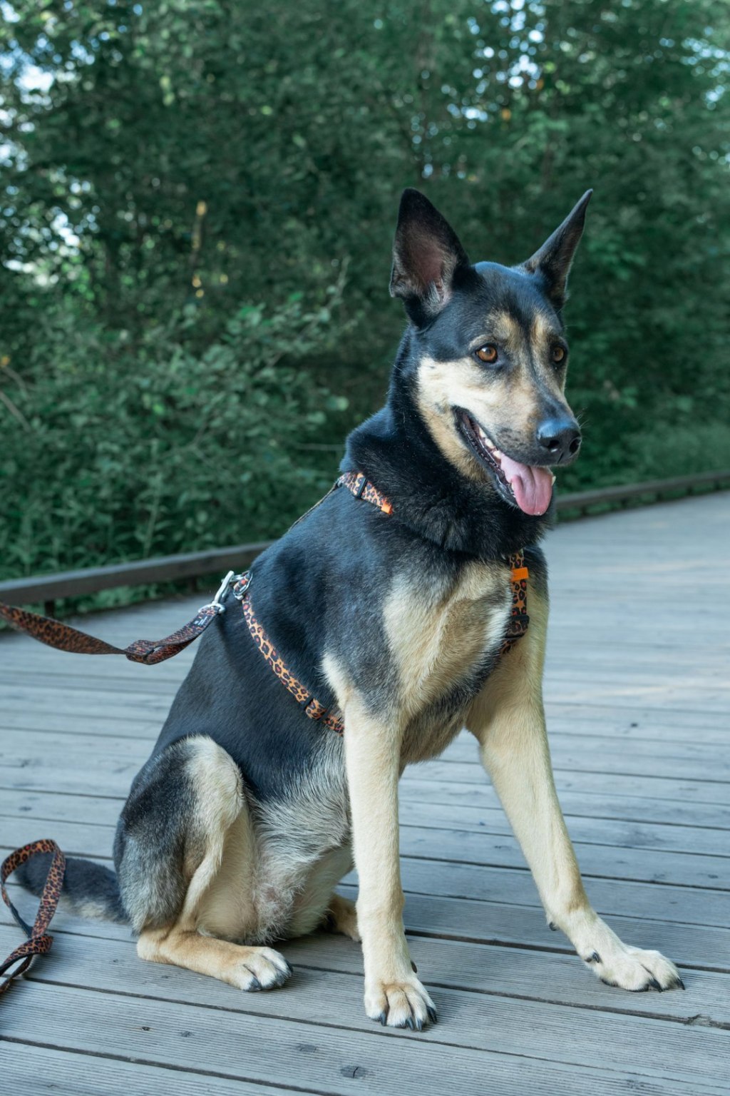 Black and tan dog sitting on a wooden path outdoors