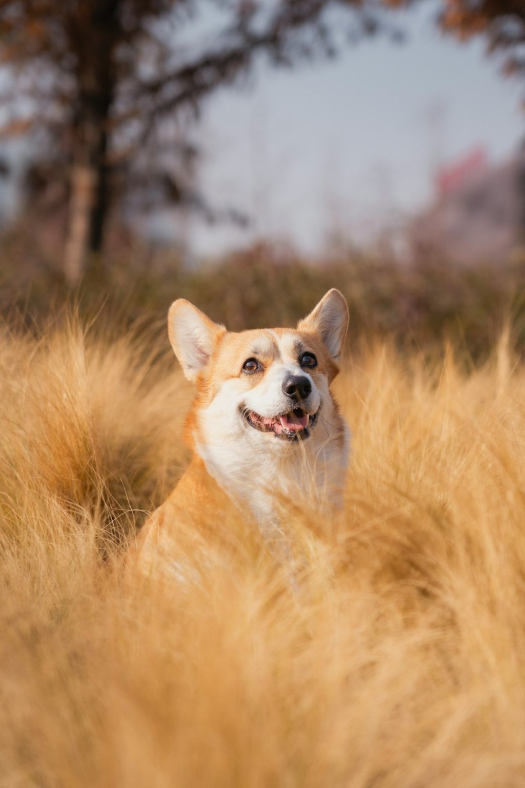 A happy corgi dog sits in tall, dry grass