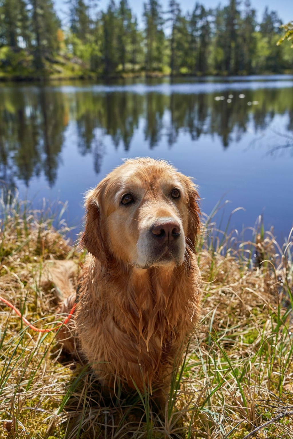 Golden retriever sits by a calm lake