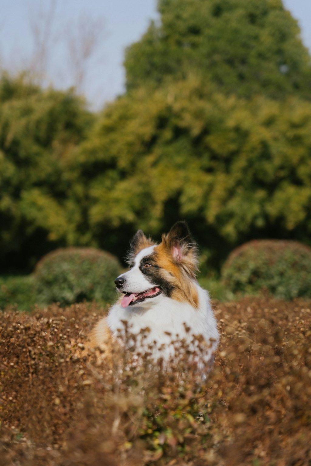 A fluffy dog sits in a field of dry plants
