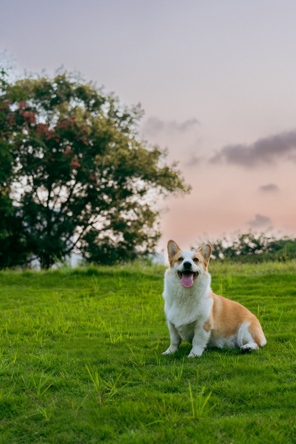 A happy corgi sits on green grass at sunset