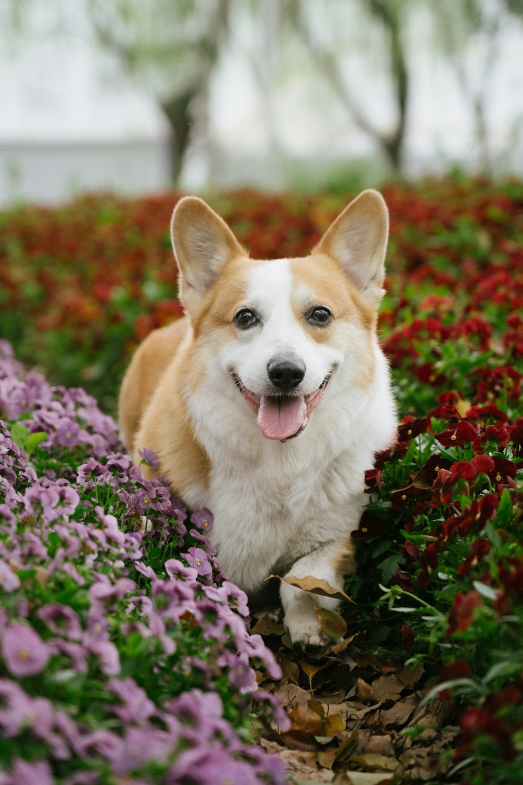 A happy corgi dog sits among colorful flowers