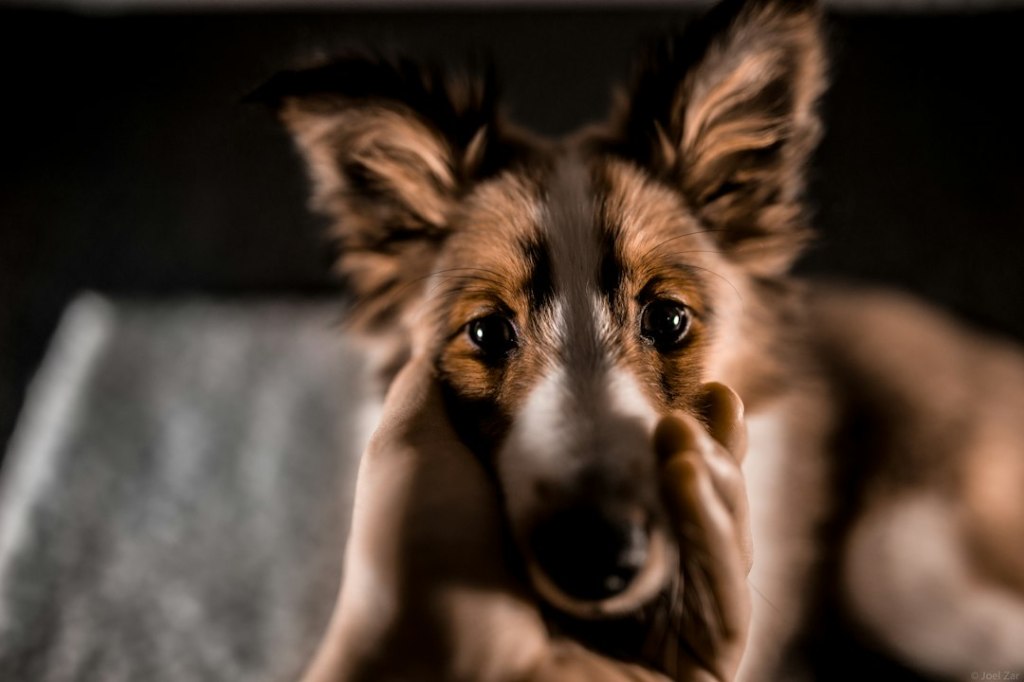 a dog with its paws on its face