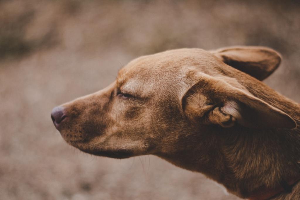📚 犬猫 研究論文 —&nbsp;2026.09.05