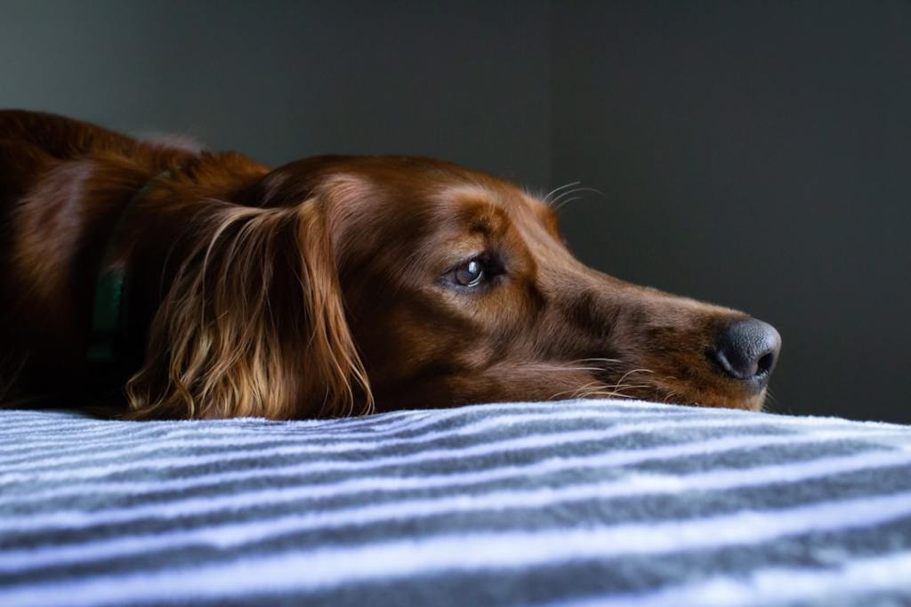 📚 犬猫 研究論文 — 2026.09.03