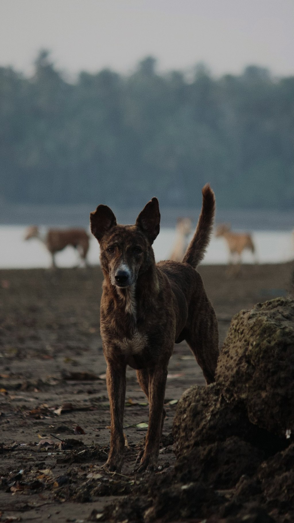 A brown dog standing on top of a sandy beach