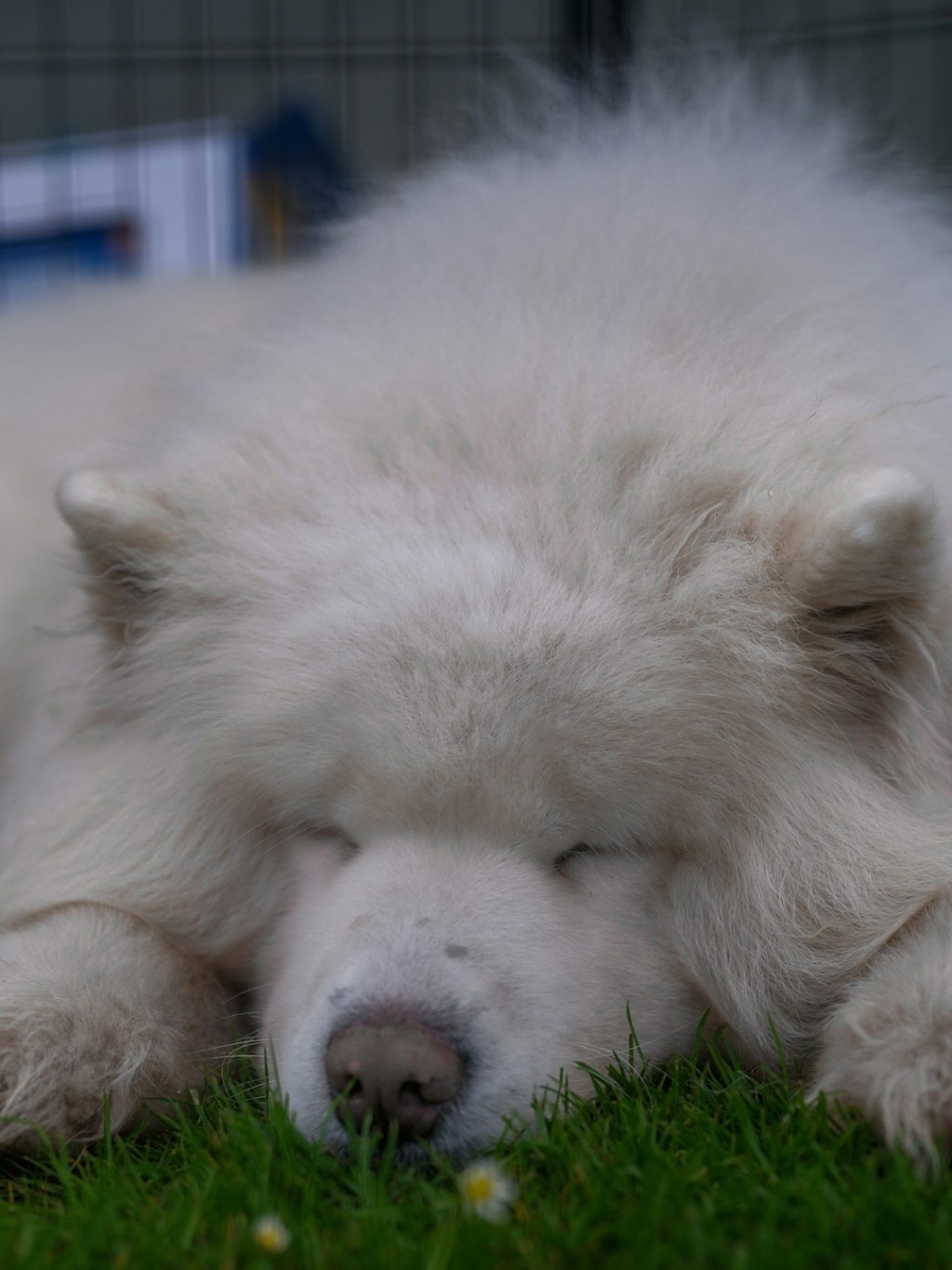 A fluffy white dog sleeping peacefully on green grass