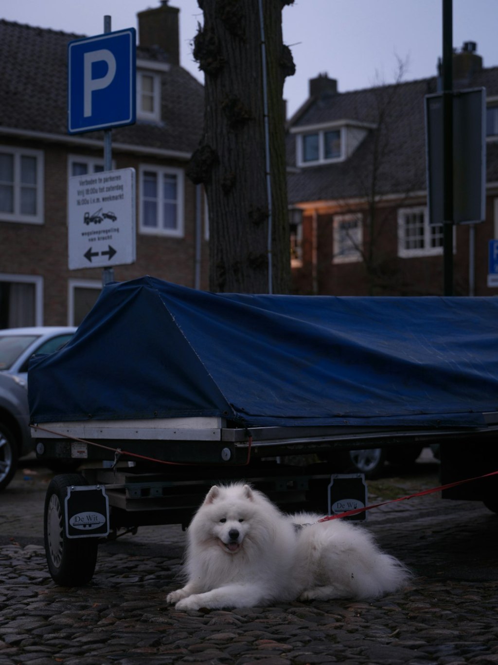 A fluffy white dog rests near a covered trailer