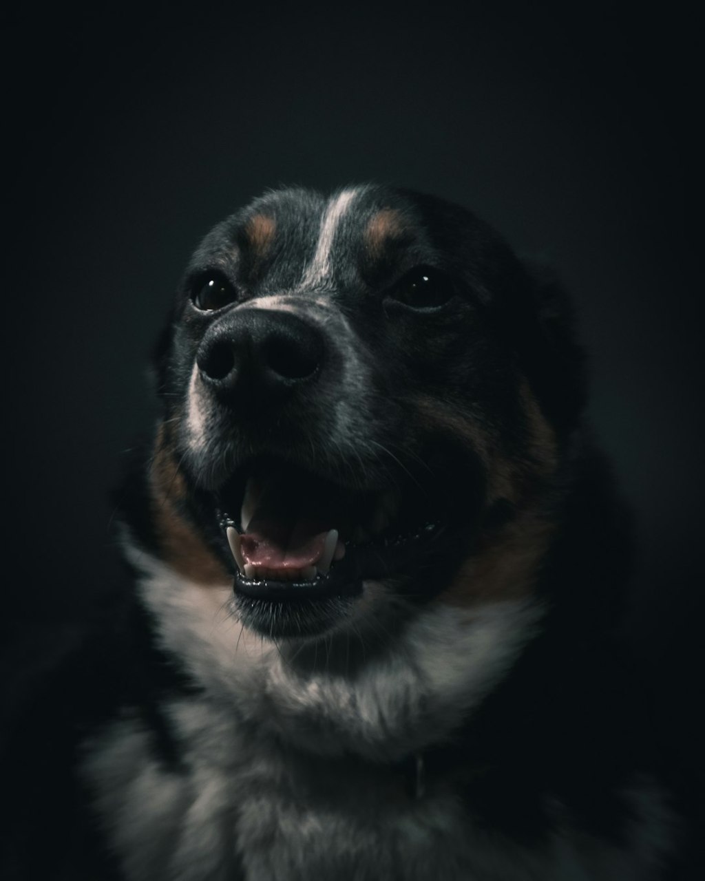 📚 犬猫 研究論文 — 2026.09.04