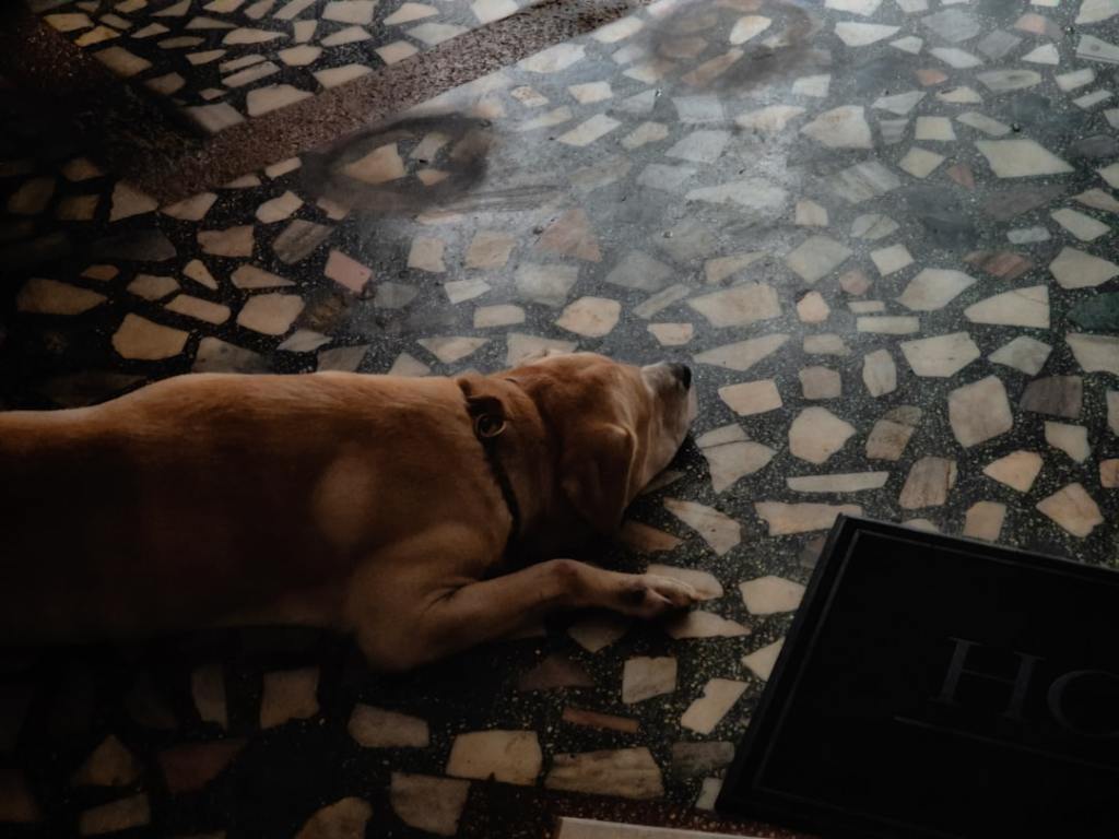A light brown dog rests on a patterned floor