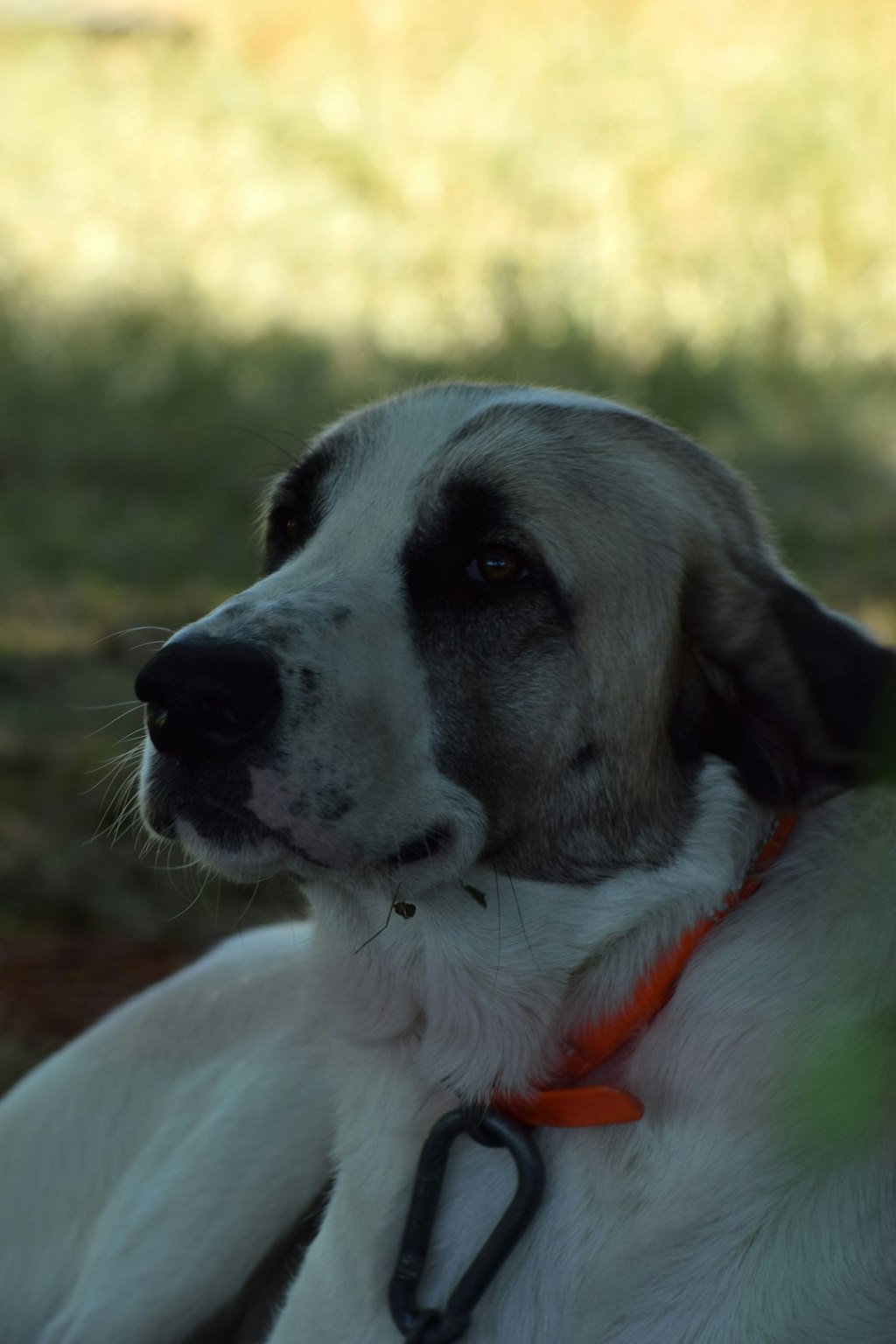 White and grey dog with orange collar looking upwards outdoors