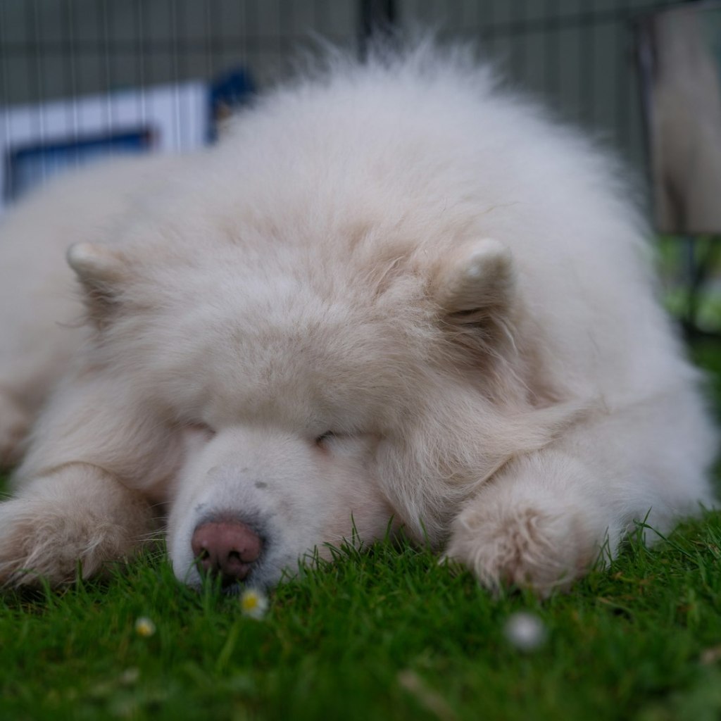 A fluffy white dog sleeping peacefully on green grass