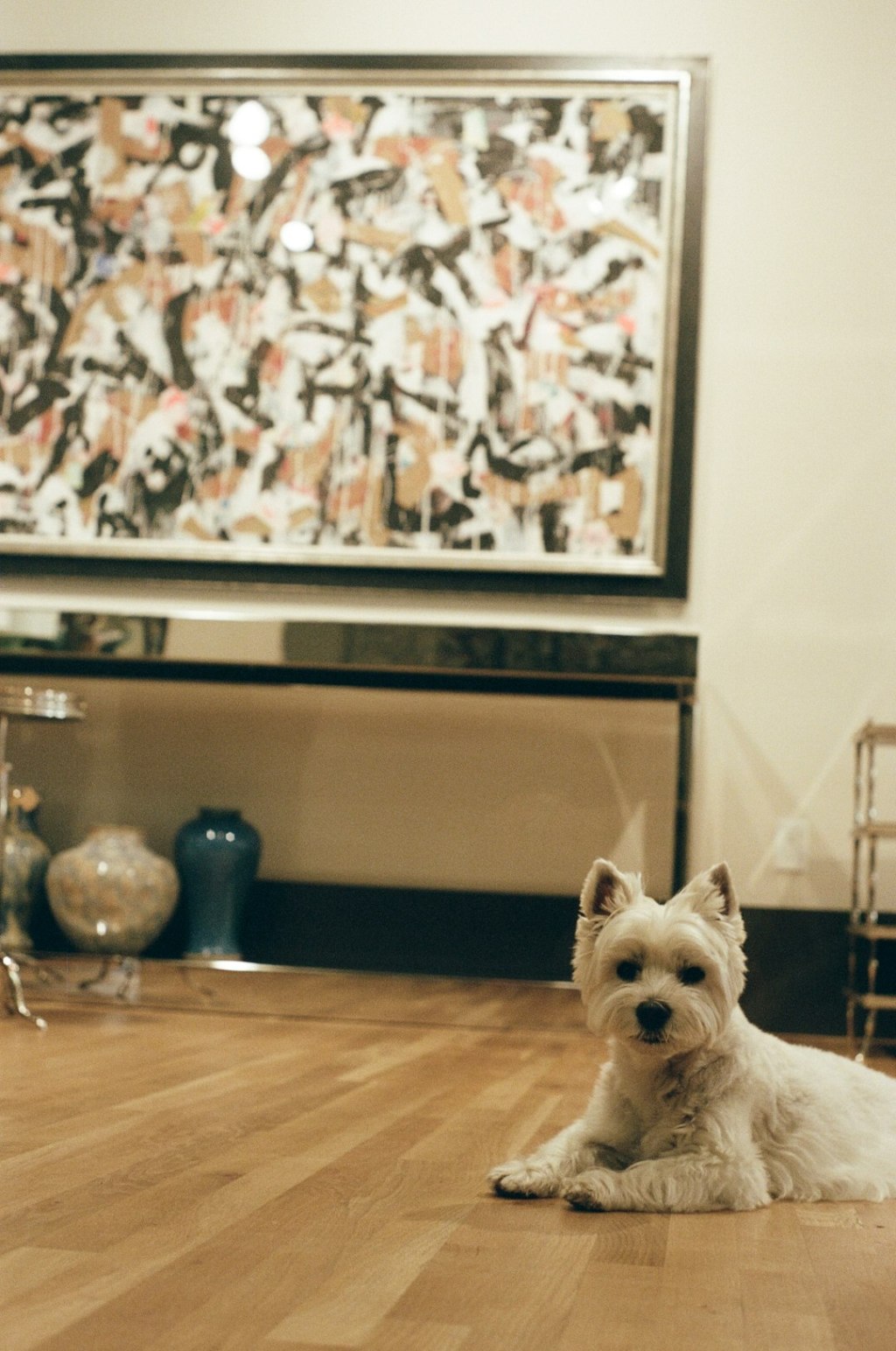A white dog lies on a wooden floor