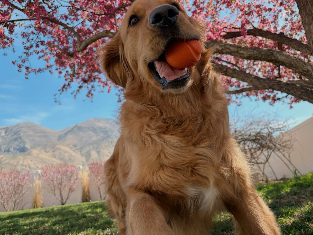 Golden retriever playing with an orange ball outdoors