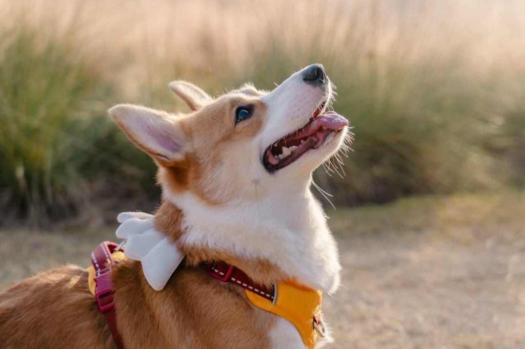 A corgi dog looks up with its mouth open