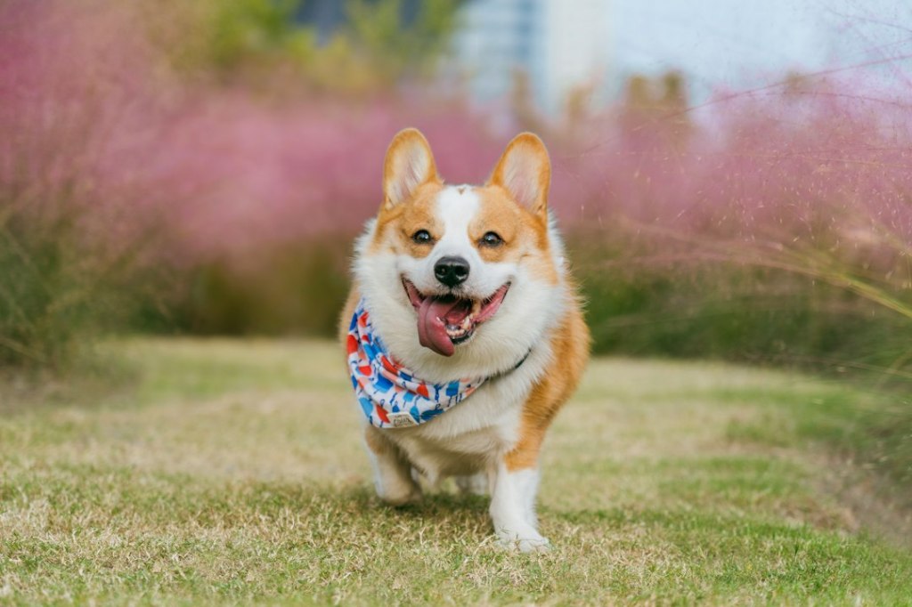 A happy corgi wearing a bandana runs on grass