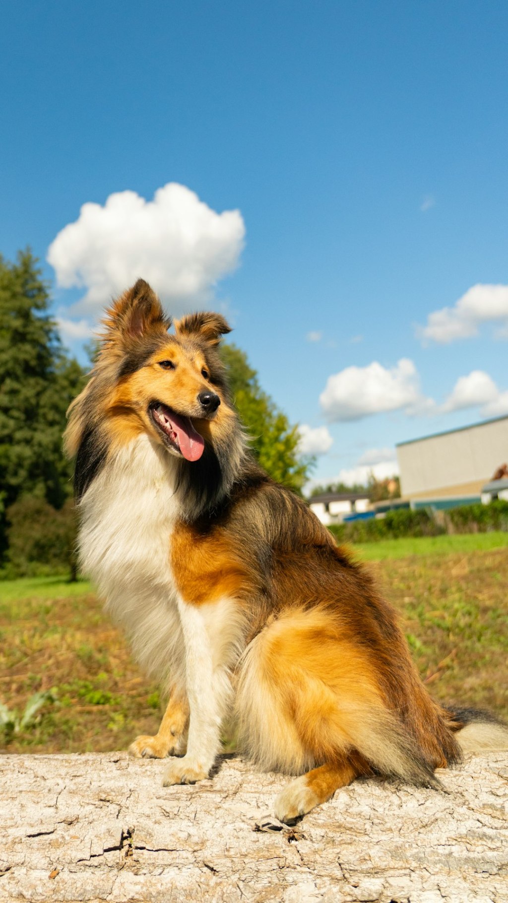 A fluffy dog sits outdoors on a log