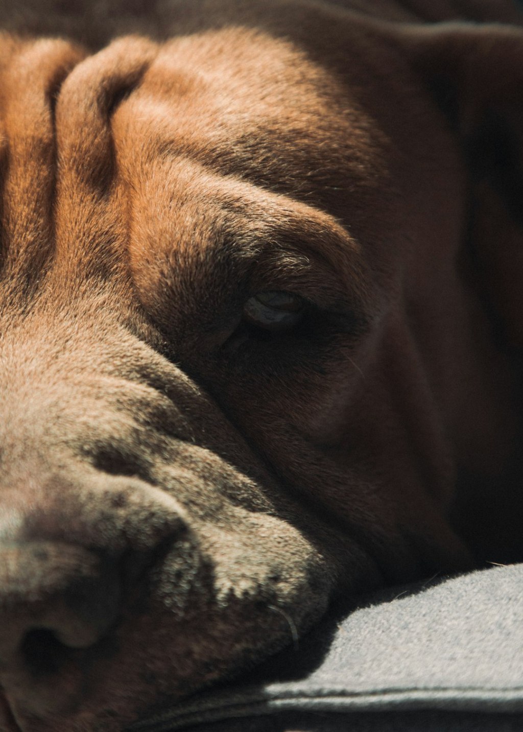 A wrinkled dog's face with a partially closed eye