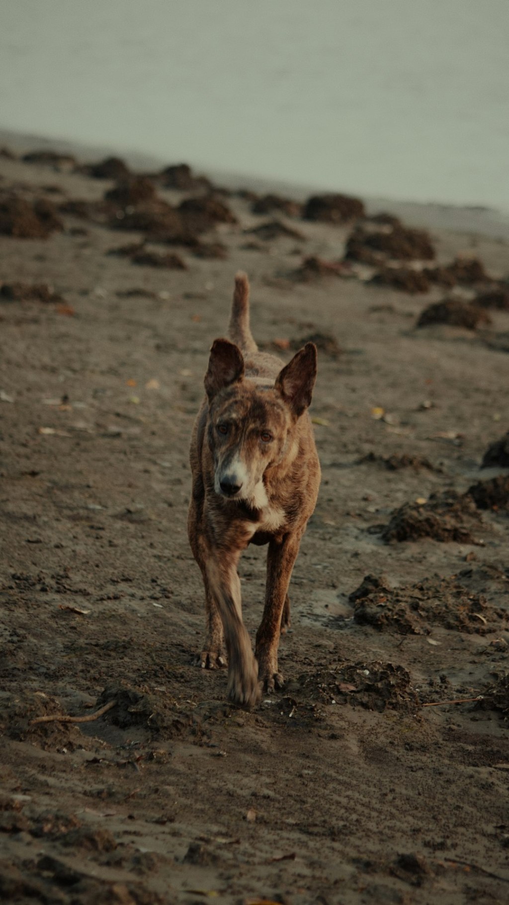 A brown dog walking across a sandy beach