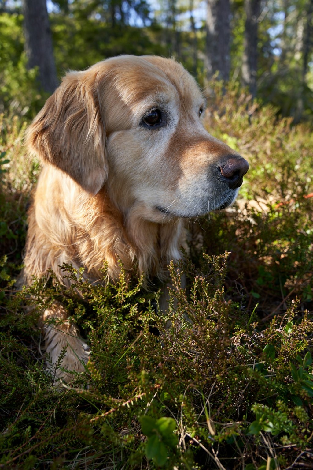 Golden retriever dog sitting in green bushes
