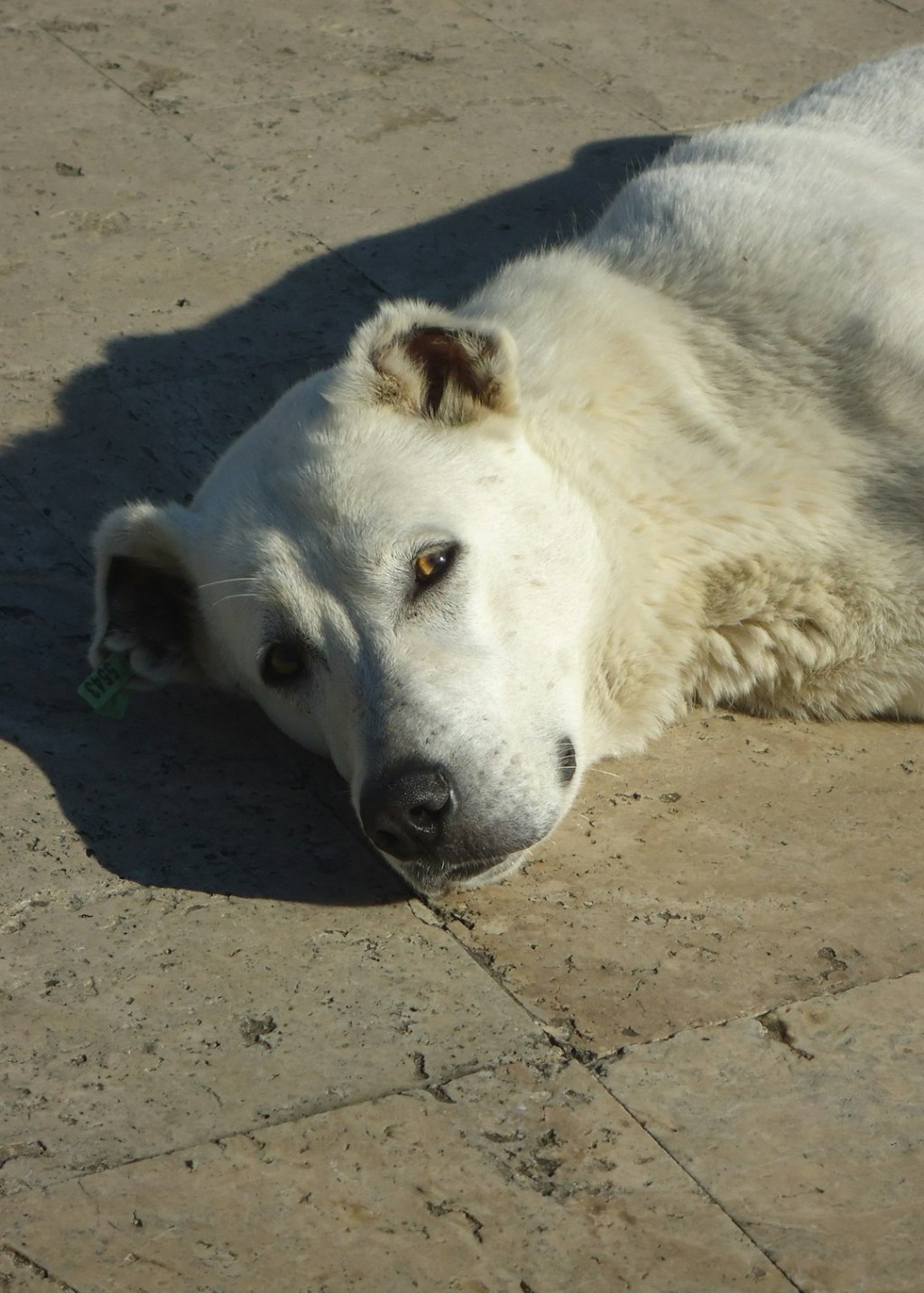 A white dog rests on a stone surface