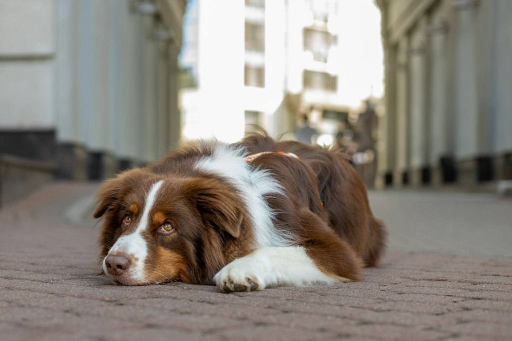 A brown and white australian shepherd dog lies on cobblestones