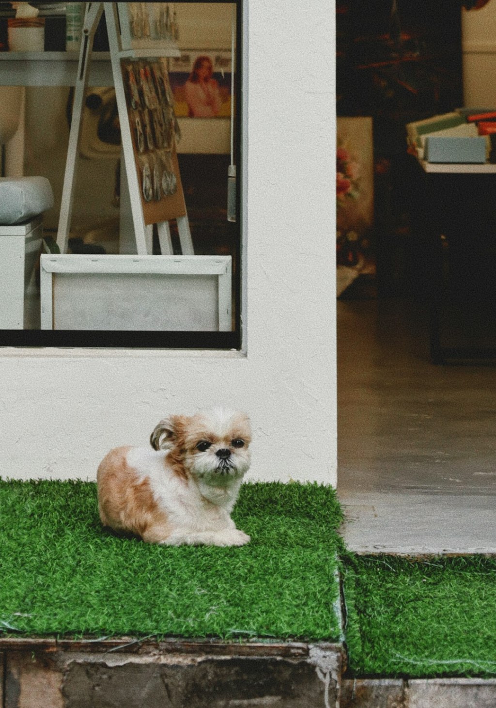 A small shih tzu dog sits on artificial grass